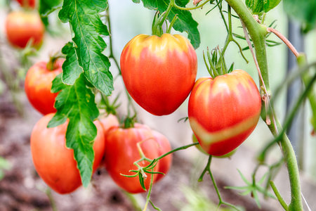 Ripe red tomatoes on a bush in a greenhouseの写真素材