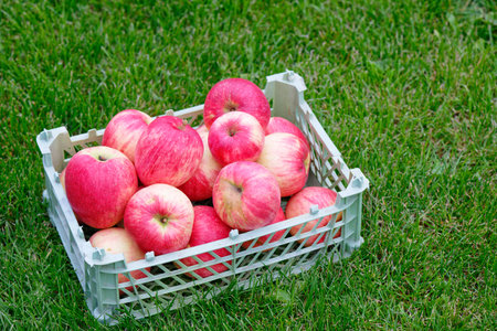 Fresh organic ripe red apples on green grass in the garden. Harvest season. Healthy and eco-friendly eatingの写真素材