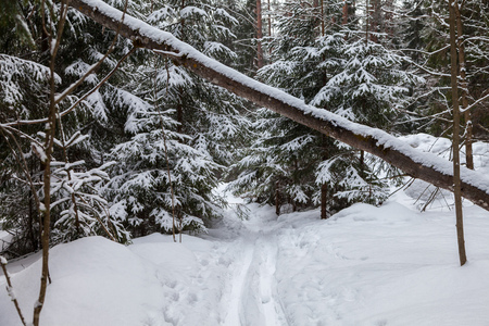 Ski track in the snow-covered forest in early springの写真素材