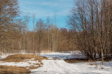 Awakening of nature after winter and snow thaw in parks in early spring.の写真素材