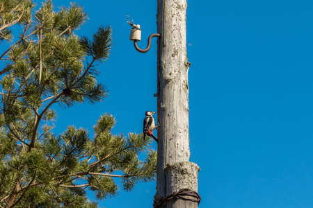 Woodpecker on a wooden post, knocking his beak.の写真素材