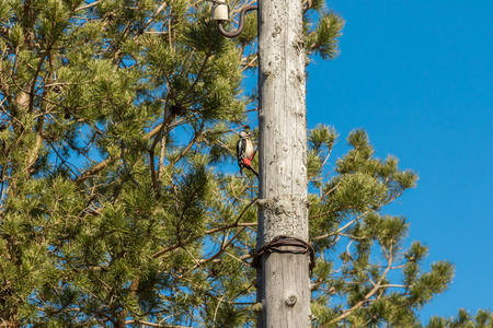 Woodpecker on a wooden post, knocking his beak.の写真素材