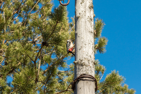 Woodpecker on a wooden post, knocking his beak.の写真素材