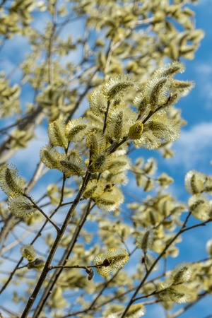 Russia. Saint-Petersburg. Spring, in mid-April very beautiful buds willow.の写真素材