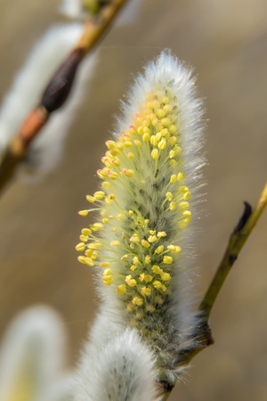 Russia. Saint-Petersburg. In the spring of April, very beautiful willow buds, photographed close-up.の写真素材