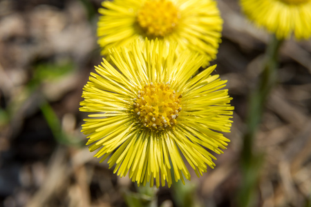 Russia. Saint-Petersburg. Flowers mother-and-stepmother in early spring, photographed close-up.の写真素材