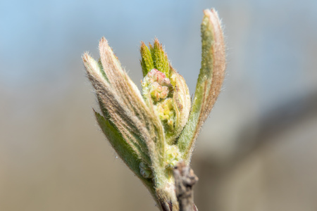 Russia. Saint-Petersburg. At the end of April from the swollen buds on the trees appear the first leaves.の写真素材