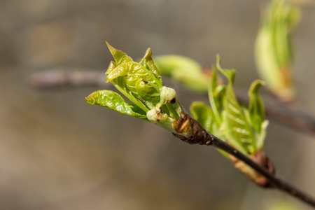 Russia. Saint-Petersburg. At the end of April from the swollen buds on the trees appear the first leaves.の写真素材