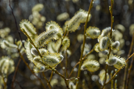 Russia. Saint-Petersburg. In the spring of April, very beautiful willow buds, photographed close-up.の写真素材