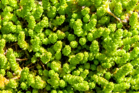 Russia. Saint-Petersburg. Fresh green young shoots of plants make their way through the moss on the ground.の写真素材