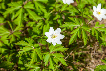 Russia. Saint-Petersburg. Meadow flowers of anemone in the early spring in the forest, photographed close-up.の写真素材