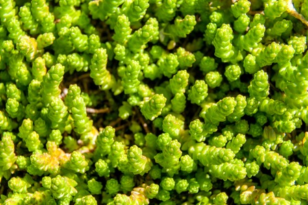 Russia. Saint-Petersburg. Fresh green young shoots of plants make their way through the moss on the ground.の写真素材