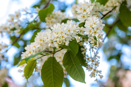 Russia. Saint-Petersburg. On the bird cherry blossomed beautiful lush white flowers, cherry blossom.の写真素材