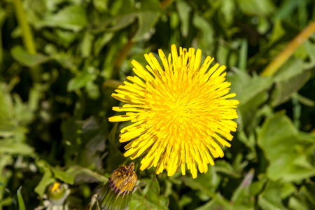 Russia. Saint-Petersburg. May dandelions. The young field of yellow dandelions.の写真素材