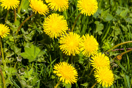Russia. Saint-Petersburg. May dandelions. The young field of yellow dandelions.の写真素材