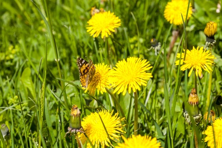 Russia. Saint-Petersburg. May dandelions. The young field of yellow dandelions.の写真素材