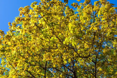 Russia. Saint-Petersburg. In may, fresh leaves and flowers bloom on the maple.の写真素材