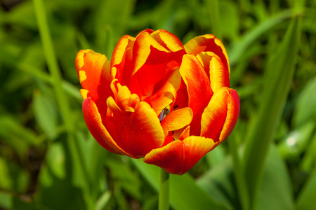 Russia. Saint-Petersburg. In spring, tulips grew and blossomed in parks and flower beds.の写真素材
