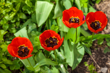 Russia. Saint-Petersburg. In spring, tulips grew and blossomed in parks and flower beds.の写真素材
