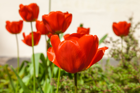 Russia. Saint-Petersburg. In spring, tulips grew and blossomed in parks and flower beds.の写真素材