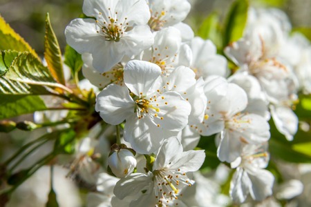 Russia. Saint-Petersburg. In may, the cherry blossomed white flowers