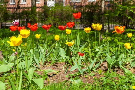 Russia. Saint-Petersburg. In spring, tulips grew and blossomed in parks and flower beds.の写真素材