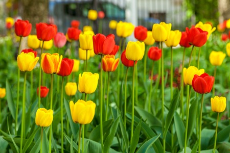 Russia. Saint-Petersburg. In spring, tulips grew and blossomed in parks and flower beds.の写真素材