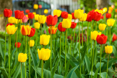 Russia. Saint-Petersburg. In spring, tulips grew and blossomed in parks and flower beds.の写真素材