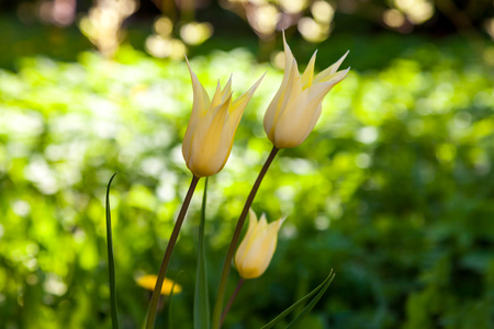 Russia. Saint-Petersburg. In spring, tulips grew and blossomed in parks and flower beds.の写真素材