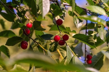 In July, the city courts Mature cherries.