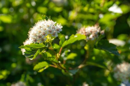 Blooming mountain ash in may in the city yards.の写真素材