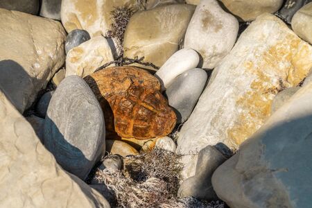 The old strongly porzhavshaya from time and water pomegranate f-1-accidental finding in stones on the beach have Gelendzhik.の写真素材