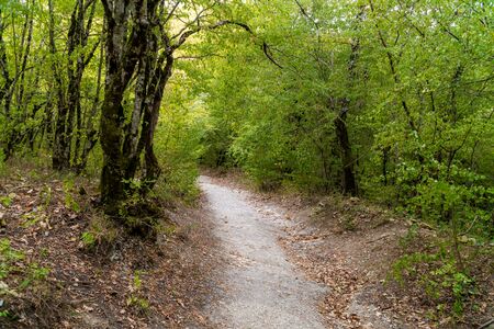 Russia. Krasnodar region. Picturesque forest and mountain views in the vicinity of Gelendzhik.の写真素材