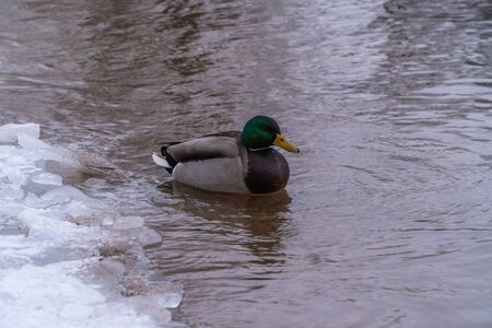 Flocks of wild ducks live in the Gulf of Finland near the Peterhof fountains.の写真素材