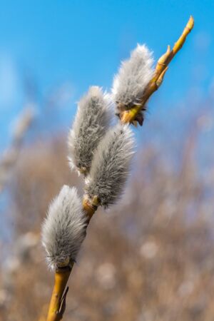 Russia. Saint-Petersburg. In early spring, the first swollen willow buds open in the parks of Kronstadt.の写真素材