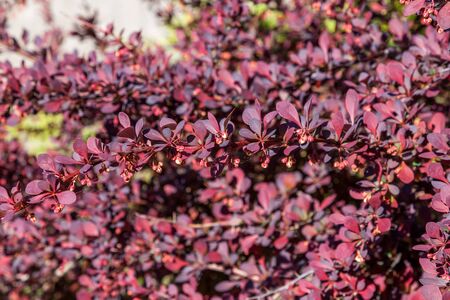 Barberry bushes bloomed in huge sprays of maroon and red leaves in city courtyards and gardens in may.の写真素材