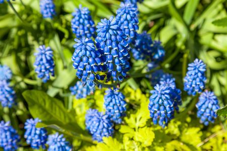Russia. Saint-Petersburg. In may, mouse hyacinth bloomed in flower beds in city courtyards and gardens in may.の写真素材