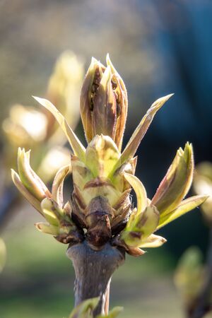 Russia. Saint-Petersburg. Swollen buds, first shoots, leaves and flowers in city parks and squares during the spring awakening.の写真素材