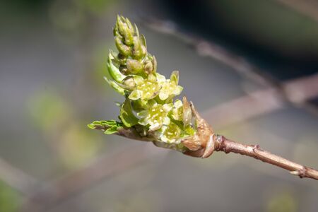 Russia. Saint-Petersburg. Swollen buds, first shoots, leaves and flowers in city parks and squares during the spring awakening.の写真素材