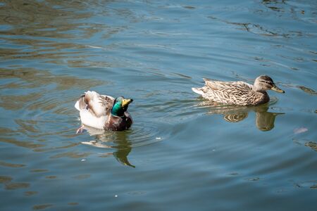 A duck family of duck and Drake swims in a city pond.の写真素材
