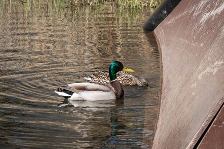 Russia. Saint-Petersburg. A duck family of duck and Drake swims in a city pond.の写真素材