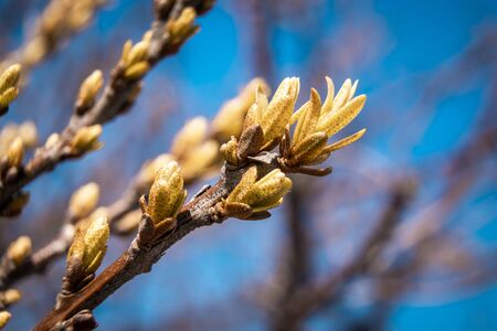 During the spring awakening on the branches of sea buckthorn swelled its unusual buds.の写真素材