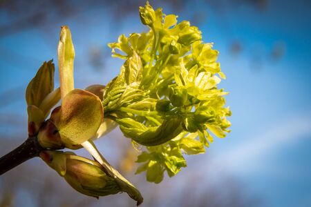 Swollen buds, first shoots, leaves and flowers in city parks and squares during the spring...