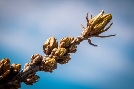 During the spring awakening on the branches of sea buckthorn swelled its unusual buds.の写真素材