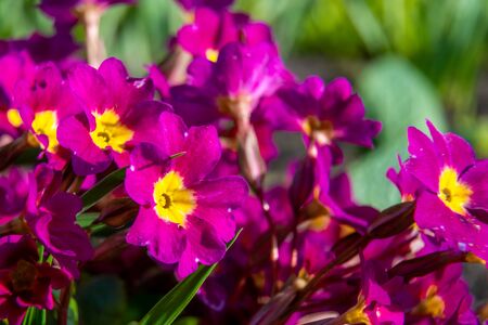 Russia. Saint-Petersburg. May tulips are blooming in the flower beds in the courtyards of Kronstadt.の写真素材