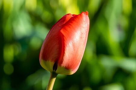 Russia. Saint-Petersburg. May tulips are blooming in the flower beds in the courtyards of Kronstadt.の写真素材