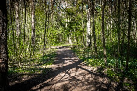 Russia. Saint-Petersburg. Spring views of landscape parks and squares of Saint Petersburgの写真素材