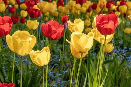 Russia. Saint-Petersburg. At the end of may, tulips bloomed brightly in the courtyards of Kronstadt.の写真素材