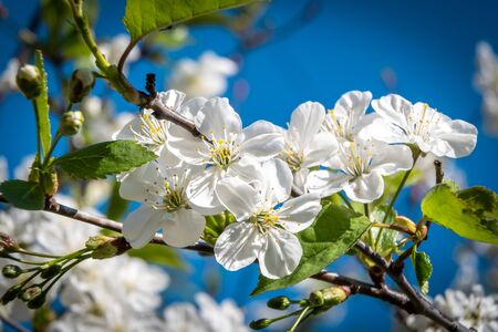 Russia. Saint-Petersburg. At the end of may, cherry trees bloomed in the city courtyards of Kronstadt in bright white flowers.の写真素材