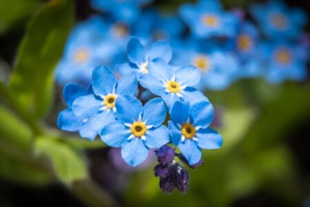 Russia. Saint-Petersburg. At the end of may, blue forget-me-nots bloomed brightly in the courtyards of Kronstadt.の写真素材